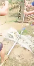  ??  ?? A screenshot from a viral video of the four-to-five-year-old crocodile caught by villagers at Kampung Dungkahag in Penampang.