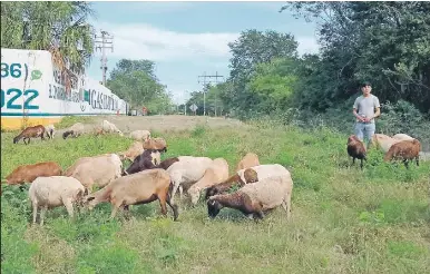 GANADERÍA Precio récord al carnero - PressReader