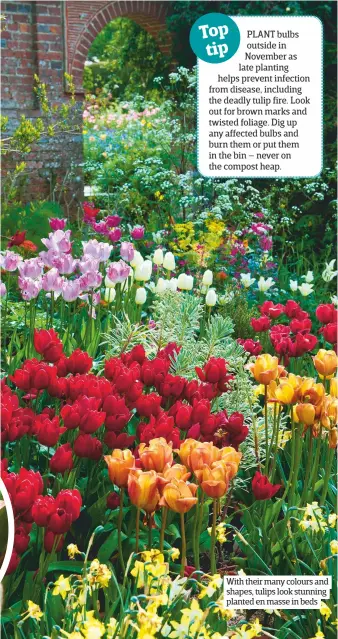  ??  ?? With their many colours and shapes, tulips look stunning planted en masse in beds