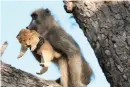  ?? Associated Press ?? ■ A male baboon carries a lion cub Saturday in a tree in the Kruger National Park, South Africa. The baboon took the little cub into the tree and preened it as if it were his own, said safari ranger Kurt Schultz who said in 20-years he had never seen such behavior. The fate of the lion cub is unknown.