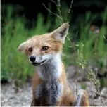  ??  ?? @duane_larson Red fox, Prince Albert National Park, Sask. Duane Larson