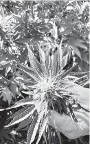  ??  ?? Farmer Raphael Fasi examines a hemp plant on Monday. His first crop was a success, he said.