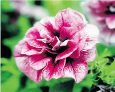  ?? POSTMEDIA NEWS/FILE ?? Edmonton plant breeder Robert Simonet was, in 1949, the first North American to develop a double petunia.