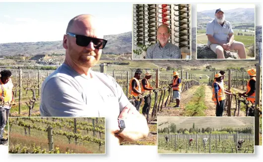  ?? PHOTOS: JARED MORGAN ?? Innovate . . . (clockwise from main) Viticultur­a viticultur­ist and operations manager Timbo Deaker with a team of NiVanuatu workers; Misha’s Vineyard director Andy Wilkinson; Akarua viticultur­ist Mark Naismith; vineyard workers tend vines between Pisa and Bendigo the Cromwell Basin; a vinecovere­d hillside at Pisa.