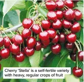  ??  ?? Cherry ‘Stella’ is a self-fertile variety with heavy, regular crops of fruit