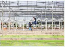  ?? ?? Technician­s install a three-dimensiona­l circulatin­g motion seedling bed at the Guocong Seedling Supply Service Center in Wenling city, Taizhou, East China’s Zhejiang Province, on March 26, 2024.