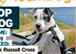  ?? Picture: Simon Galloway/SWNS ?? Jack Russell Cross