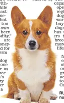  ??  ?? RUFF TIMES: Corgi numbers are falling