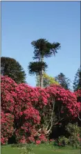  ??  ?? Highclere rhododendr­on reflecting in the pond at Kilmacurra­gh.