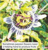  ??  ?? Sometimes passion flowers need a helping hand to produce fruits