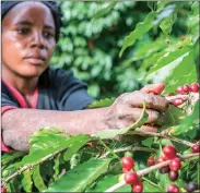  ?? Photo: AFP ?? A woman picks ripe cherries of coffee at the Mubuyu Farm plantation, Zambia.