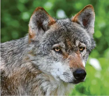  ?? Foto: Carsten Rehder, dpa ?? Die Zahl der Wölfe in Bayern nimmt zu.