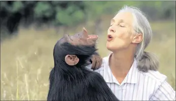  ?? PICTURE: GOODALL FAMILY ?? Jane Goodall with orphan chimpanzee, Uruhara, in Kenya.