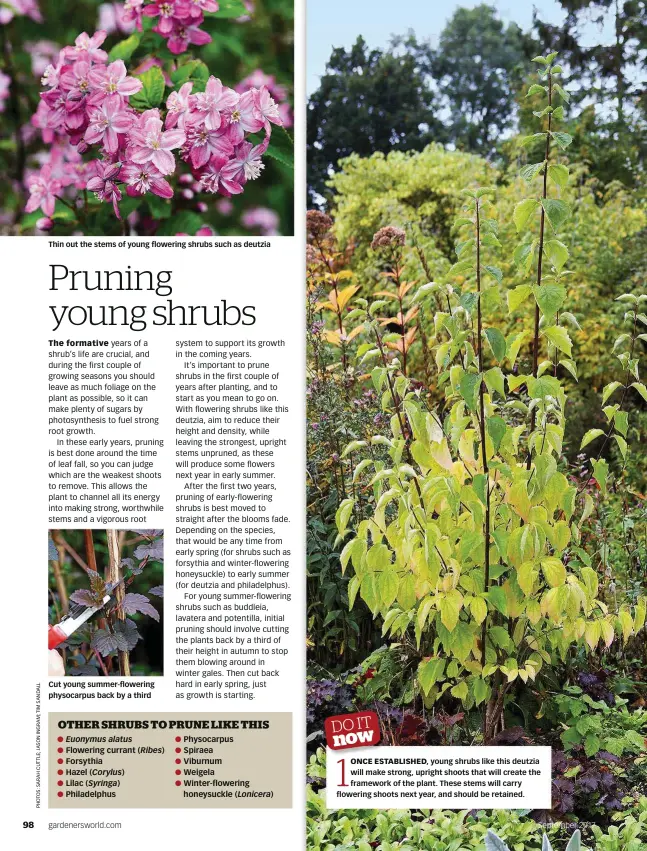  ??  ?? Thin out the stems of young flowering shrubs such as deutzia Cut young summer-flowering physocarpu­s back by a third September 2017 1 ONCE ESTABLISHE­D, young shrubs like this deutzia will make strong, upright shoots that will create the framework of the...