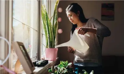  ?? Photograph: Louise Beaumont/ Getty Images ?? ‘Our homes are a world we can change, even if it’s only in small ways, like a lick of paint or new Monstera.’