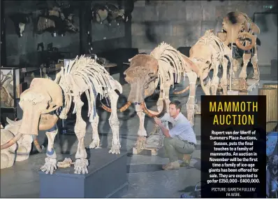  ??  ?? Rupert van der Werff of Summers Place Auctions, Sussex, puts the final touches to a family of mammoths. An auction in November will be the first time a family of ice-age giants has been offered for sale. They are expected to go for £250,000 - £400,000.