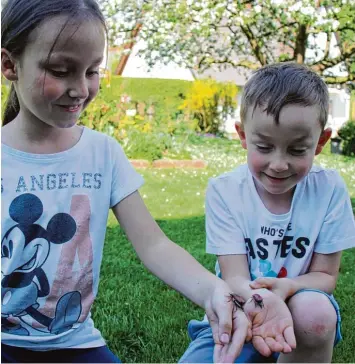  ?? Fotos: Bärbel Schoen ?? Anna (10) und Stefan (7) sehen zum ersten Mal in ihrem Leben „echte“Maikäfer. Das Erlebnis verdanken sie ihrem Nachbarn Jür gen Achner, der sie aus Fristingen für sie mitgebrach­t hat.