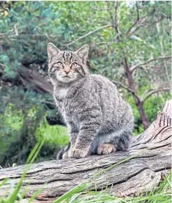  ??  ?? Scottish wildcats have been pushed to brink of extinction.