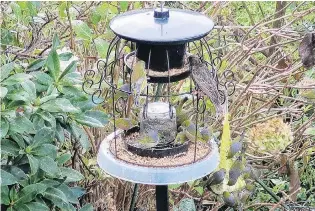  ?? PHOTO: GERARD OSKAM ?? Gerard Oskam’s homemade feeder in Bradford attracts many kinds of birds. A greenfinch and a starling share bird seed on the top deck while silvereyes enjoy the sugar water and fat on the lower level.