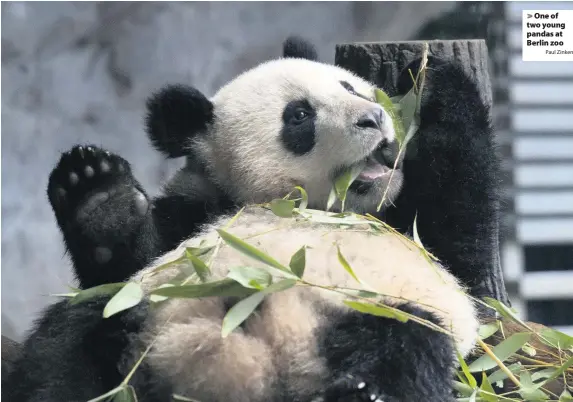  ?? Paul Zinken ?? > One of two young pandas at Berlin zoo