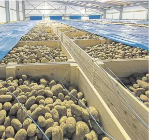  ??  ?? Growth industry: Senior crop scientist Adrian Briddon, left, is investigat­ing products which limit potato sprouting in stores.