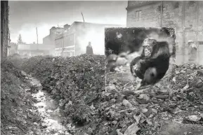  ?? Nick Brandt / Fahey/Klein Gallery, Los Angeles ?? “Alleyway With Chimpanzee” (2014) incorporat­es Nick Brandt’s previously unpublishe­d image from Kenya into a new photograph.