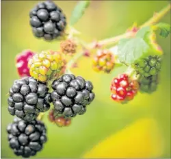  ?? CONTRIBUTE­D PHOTO/ANNAMARIE HATCHER ?? This is the Canadian blackberry shown here in late July in the Biosphere.