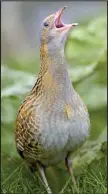  ??  ?? Rasping: Corncrake calls