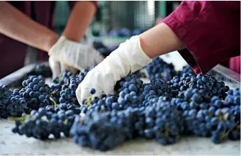  ??  ?? Le 25 septembre 2015, des ouvriers font le premier tri des raisins dans un atelier vinicole à Yinchuan, dans le Ningxia.