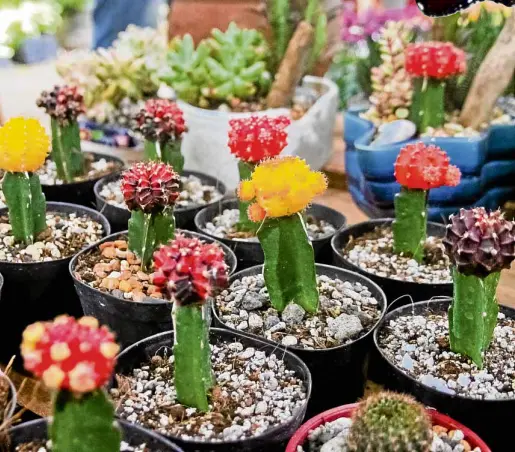  ?? —KIMMYBARAO­IDAN ?? THORNYANDB­EAUTIFUL Cacti of various colors at the recent Los Baños Flower and Garden Show.