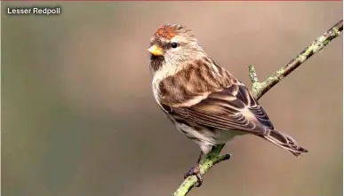  ?? ?? Lesser Redpoll