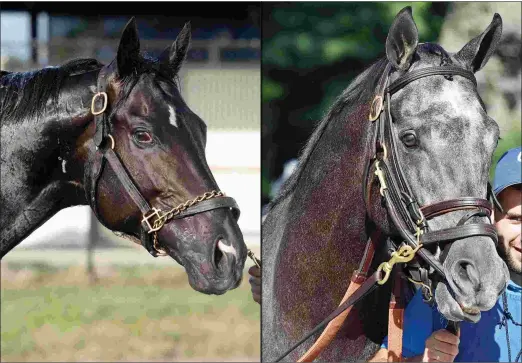  ?? BARBARA D. LIVINGSTON / RONNIE BETOR ?? Three Chimneys Farm adds a pair of Grade 1 winners to its stallion lineup for 2018 – Sharp Azteca (left) and Funtastic.