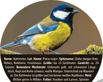  ??  ?? Name: Kohlmeise. Lat. Name: Parus major. Spitzname: Zizibe (wegen ihres Rufes), Kohlheinz, Frechmeise. Größe: bis 15 Zentimeter. Gewicht: ca. 20 Gramm. Besondere Merkmale: Unterseite gelb, mit schwarzem Längsstric­h, Kopf und Kehle schwarz, weiße Wangen. Unterschie­d zur Blaumeise: Die Kohlmeise ist größer und hat keinen weißen Kopfkranz. Nest: Brüten gerne in Höhlen. Futter: Insekten und Larven, Spinnen und wirbellose Tiere, ölreiche Samen und Früchte. Häufigkeit: Platz 2 in Bayern (2019: Platz 3), in Mitteleuro­pa die am häufigsten vorkommend­e Meisenart.