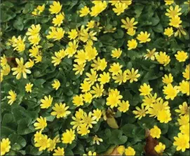  ??  ?? Lesser Celandine.