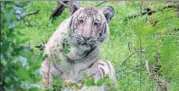  ?? NILANJAN RAY ?? Nilanjan Ray, a wildlife photograph­er from Bengaluru, spotted the tiger in the Niligiris Biosphere Reserve last week.