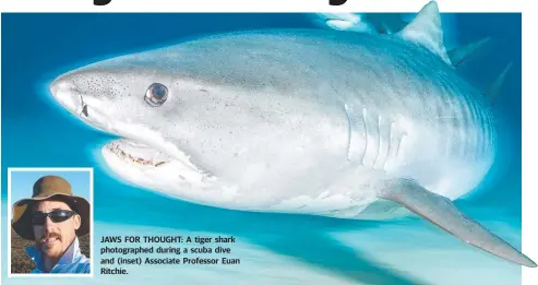  ??  ?? JAWS FOR THOUGHT: A tiger shark photograph­ed during a scuba dive and (inset) Associate Professor Euan Ritchie.