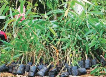  ??  ?? Ready-to-plant giant bamboo seedlings at the nursery of Philsaga in Agusan del Sur.