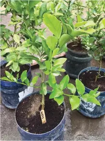  ??  ?? Planting in containers saves up space and maximizes use of soil for food production.