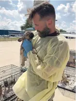  ?? Submitted photo ?? ■ A volunteer with Chicago French Bulldog Rescue holds a puppy just after it arrived Wednesday at an Illinois airport. The organizati­on transporte­d 23 French bulldogs from Texarkana, Texas, after a court ordered their owner to forfeit them.
