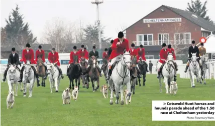  ?? Photo: Rosemary Watts ?? Cotswold Hunt horses and hounds parade ahead of the 1.50race at Cheltenham yesterday