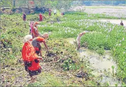  ?? ANI FILE ?? People carry out MGNREGS work wearing face masks in Varanasi on April 26.