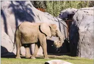  ?? CONTRIBUTE­D PHOTO ?? This is an undated photo of Bets, the Fresno Chaffee Zoo’s 11-year-old African elephant. Bets passed away on Friday, February 8.