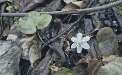  ?? PHOTOS BY PAM OWEN ?? Hepatica, one of the first wildflower­s to bloom during warm stretches in winter, as these did in late December 2015.