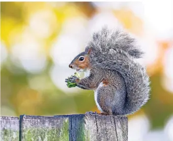  ?? FOTO: M. WOIKE/PICTURE ALLIANCE ?? Ein Grauhörnch­en sitzt auf einem Holzzaun und frisst ein Stück Brokkoli.