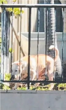  ??  ?? This tan and white staffy-type dog is allegedly the same animal which viciously attacked another dog at Paradise Point.