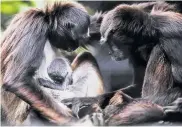  ?? AFP ?? La cría junto a sus padres en el Zoológico Santa Fe.