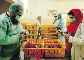  ?? SARAH CARON / THE WASHINGTON POST ?? Poultry research Institute staff vaccinate chicks where they will be raised to adulthood at Pakistani government farms then distribute­d to poor families.