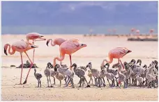  ??  ?? TOXIC HOME But flamingos thrive on Lake Natron in Tanzania