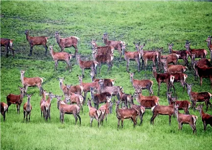  ??  ?? Yearling deer on Kris Orange’s Geraldine property. Orange will try parasite resilient sires in his herd next year.