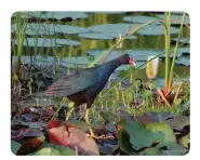  ?? ?? A PURPLE GALLINULE AT ST. MARK'S NATIONAL WILDLIFE REFUGE • WAKULLA COUNTY